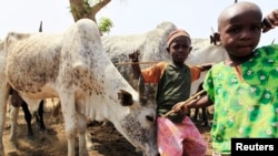 Wasu 'ya'yan makiyaya da shanu