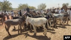 苏丹东部盖达勒夫州的一个露天市场上，贸易商和驴农聚集在一起。（资料照片，2024年2月16日）