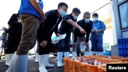 國際原子能總署一個由來自中國、南韓、和加拿大科學家組成的團隊在日本福島縣南部的磐城市久之濱港檢驗打撈上來的海鮮樣品。（2023年10月19日）