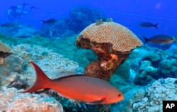 Fish swim around brain coral deep below ocean at the Flower Garden Banks National Marine Sanctuary in the Gulf of Mexico Saturday, Sept. 16, 2023. (AP Photo/LM Otero)