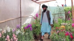 په کندهار کې د تازه ګلانو کارو بار د پخوا په پرتله ټکنی شوی