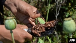 FILE - A farmer harvests opium sap from a poppy field in the Darra-i-Nur District of Nangarhar province, Afghanistan, May 10, 2020.