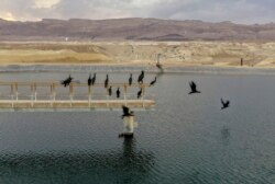 ARCHIVO - Una bandada de cormoranes descansa durante su migración en una laguna de agua dulce en la fábrica Dead Sea Works, en el sur del Mar muerto en la zona del Monte Sodoma, en Israel. Noviembre 5 de 2020.