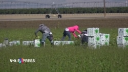 Trục xuất di dân đem lại bất ổn cho giới làm nông ở California
