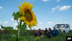 Farm workers take a pause for lunch during the sunflowers harvesting on a field in Donetsk region, eastern Ukraine, Sept. 9, 2022. 