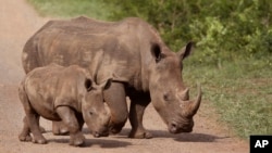Seekor induk badak dan anaknya di suaka margasatwa Hluhluwe-Imfolozi di Afrika Selatan (foto: ilustrasi). 