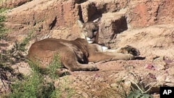 Sonoradagi muzeyda hayvonlarning 300 dan ziyod va o'simliklarning 1200 dan ko'proq turini ko'rish mumkin