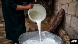 FILE - A farmer empties a bucket of water buffalo milk into a metal bowl in Syria's Kurdish-controlled northeastern Hasakah province, May 28, 2023. Buffalo milk is creating controversy in Pakistan as the country finalizes an agreement with China to export the product. 
