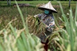 Seorang petani memakai masker di sawah di tengah wabah COVID-19 di Aceh, 14 April 2020. (Foto: Antara/Irwansyah Putra via REUTERS)