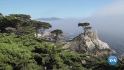 Amerikaga sayohat: Monterey ko'rfazi