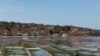 Areal budidaya rumput laut saat air surut, di tengah wabah Covid-19 di Nusa Lembongan, Bali, 25 September 2020. (Foto: REUTERS/Nyimas Laula)