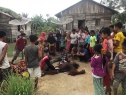 Orangutan Sumatera saat dievakuasi di Desa Gampong Teungoh, Kecamatan Trumon Aceh Selatan, Provinsi Aceh, Rabu (20/11). (Courtesy: BKSDA Aceh)