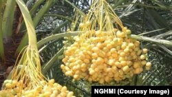 د ننګرهار ولایت اوبه او هوا د نورو مېوه لرونکو ونو ترڅنګ د خرما لپاره هم مناسب بلل کیږي