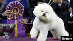 Flynn, a bichon frise and winner of Best In Show poses at after winning the 142nd Westminster Kennel Club Dog Show in New York, U.S., February 14, 2018. (REUTERS/Brendan McDermid)