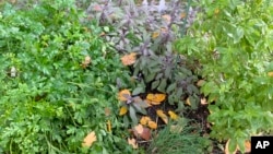 This October 28, 2019, image provided by Jessica Damiano shows parsley, sage, basil and chives growing in a raised bed herb garden in Glen Head, N.Y. (Jessica Damiano via AP)