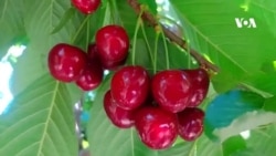 شکایت باغداران افغان