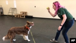 In this May 7, 2019 photo, student trainer Samantha Springstead works with Finn, a border collie at the State University of New York, Cobleskill, in Cobleskill, N.Y. (AP Photo/Mary Esch)