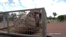 Sheep with 35 Kilograms of Wool Gets a Haircut