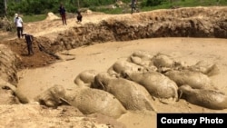 11 Elephants are stuck in a mud hole at the Keo Seima Wildlife Sanctuary, Mondulkiri province, Cambodia, March 24th, 2017 before being rescued. (Photo from Wildlife Conservation Society)