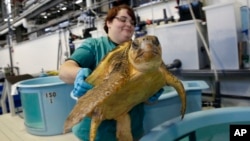 In this Thursday, Dec. 6, 2012 photo, volunteer Deirdre Witkowski lifts a 40-pound loggerhead turtle back into its pool at the New England Aquarium's Animal Care Center in Quincy, Mass. Sea turtle strandings in Cape Cod Bay are so common that the phenomen