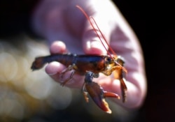Seorang pakar biologi di Friendship Long Island, Maine, menunjukkan benih lobster, 9 Mei 2016. (Foto: Ilustrasi/AP)