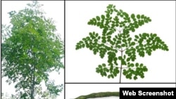 រូប​ថត៖ ​ដើម ស្លឹក និង​ផ្លៃ​ម្រុម