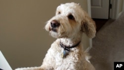 In this Oct. 21, 2011 file photo, Tucker, a 3-year-old Labradoodle, jumps on his owner Mike Pentz at their home in Columbus, Ohio. (AP Photo/Jay LaPrete, File)