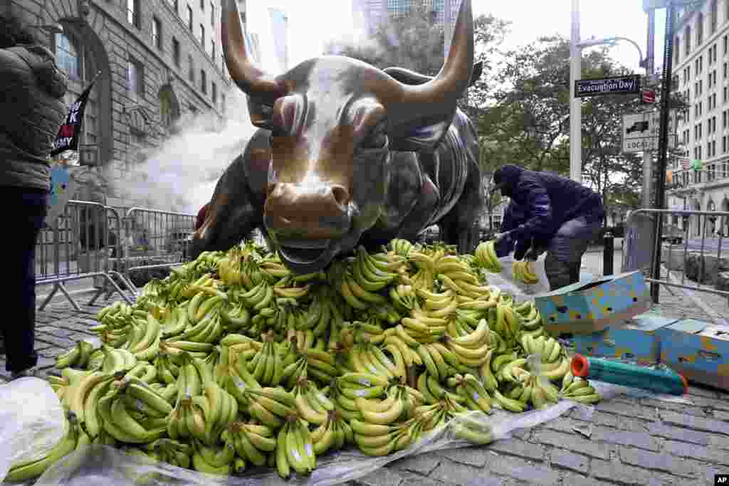 Bananas are placed at the base of Arturo Di Modica's "Charging Bull" in New York's Financial District to protest against wealth disparity by Sapien.Network.