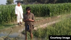  A Pakistani farmer checks his cell phone for weather updates and estimates of how much irrigation water he will need over the next few days.(Photo: Credit: Faisal Hossain and PCRWR)