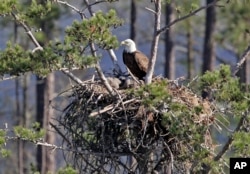 In this March 23, 2007, file photo, a bald eagle sits on a nest overlooking Lake Oconee near Greensboro. (AP Photo/John Bazemore, File)
