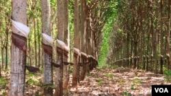 កៅ​ស៊ូ​ដែល​ត្រូវ​បាន​ចៀរ​យក​ជ័រ​ នៅ​ក្នុង​ចំការ​មួយ ក្នុង​ស្រុក​ពេជ្រាដា​ ​ខេត្ត​មណ្ឌល​គិរី ​ថ្ងៃ​ទី១០​ ខែ​មីនា ឆ្នាំ​២០១៥។ ខេត្ត​មណ្ឌល​គិរី​គឺ​ជា​ខេត្ត​ដែល​មាន​ផ្ទៃ​ដី​ធំ​ជាង​គេ​នៅ​ក្នុង​ប្រទេស​កម្ពុជា​និង​គ្រប​ដណ្តប់​ដោយ​ព្រៃ​ឈើ​ ប៉ុន្តែ​មាន​ប្រជាជន​តិច​ជាង​គេ​ ហើយ​ភាគ​ច្រើន​គឺ​ជា​ជនជាតិ​ព្នង។​ (នូវ​ ពៅ​លក្ខិណា​/VOA)