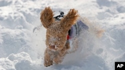 Maya, an Australian Labradoodle, bounds through the snow in Cranbury, N.J. on December 27, 2010. (AP Photo/Jim Gerberich)