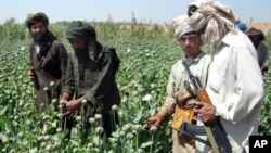 بیش از ۹۰ درصد تریاک جهان را افغانستان تولید می کند