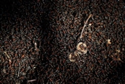 Thousands of ants warm themselves under the rays of the sun on the surface of an anthill in a forest on the outskirts of Minsk, Belarus, March 22, 2019, during a spring sunny day.