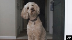 In this Friday, Oct. 21, 2011 photo, Tucker, a 3-year-old Labradoodle, sits by the front door at the home of Mike and Yvonne Pentz in Columbus, Ohio. (AP Photo/Jay LaPrete)