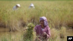រូបឯកសារ៖ លោកយាយកសិករ​ម្នាក់​កំពុង​ច្រូត​ស្រូវ​នៅ​រដូវ​ប្រមូល​ទិន្នផលស្រូវ នៅ​ភូមិត្រពាំងមាន នៅ​ជាយ​ក្រុង​ភ្នំពេញ កាលពី​ថ្ងៃសុក្រ ទី១៨ ខែវិច្ឆិកា ឆ្នាំ២០១៦។ (AP Photo/Heng Sinith)