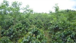 Investidores americanos "esperam" mudança na lei da terra em Angola