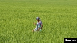 FILE - A farm worker looks for dried plants to remove in a paddy field on the outskirts of Ahmedabad, India. Land is increasingly sought in India for industrial use and development projects.