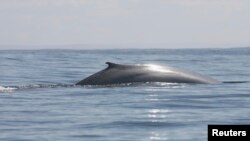 A blue whale surfaces in the El Corcovado gulf near the island of Melinka in the Aysen region, about 1200km (754 miles) south of Santiago, March 26, 2008.