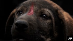 In this Feb. 14, 2020 photo, Egyptian Vets for Animal Care, the country's first spay and neuter program, mark a puppy with red paint after giving it a rabies shot, in Cairo, Egypt. 
