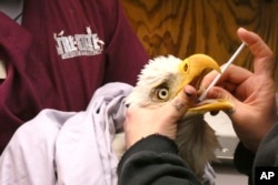 A bald eagle is treated at a rescue center, Dec. 2021. Bald eagles came back from near extinction since DDT was banned in 1972. But in 2022 researchers found harmful levels of toxic lead in 46% of bald eagles tested in 38 states. (Tri-State Bird Rescue & Research via AP)