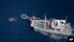 In this aerial photo provided by Joel Schumacher, scientists in a research boat pursue a Pacific leatherback turtle in the Pacific Ocean off California in September 2016. (Joel Schumacher via AP)