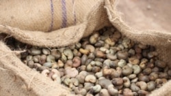 Guiné-Bissau: Negócio de caju foi um fracasso