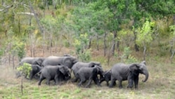 Reserva do Gilé na mira de caçadores furtivos