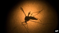 FILE - In this Jan. 27, 2016, file photo, an Aedes aegypti is photographed through a microscope at the Fiocruz institute in Recife, Pernambuco state, Brazil. Sometime in 2021 next year, genetically modified mosquitoes will be released in the Florida Keys.